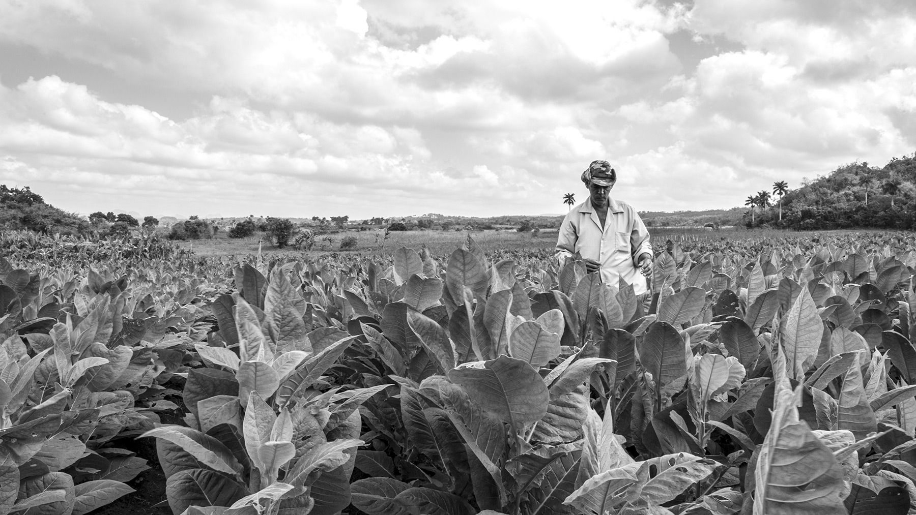 Tabakfeld, Kuba